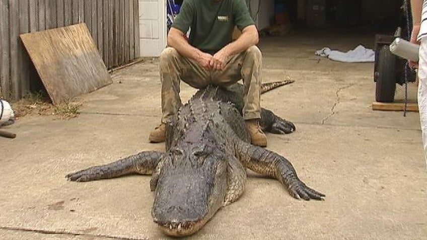 longest alligators in the us that broke american hunting records officially and unofficially