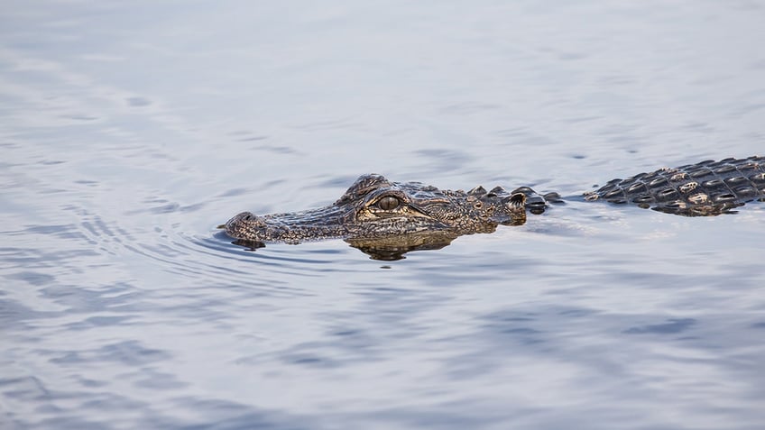 longest alligators in the us that broke american hunting records officially and unofficially