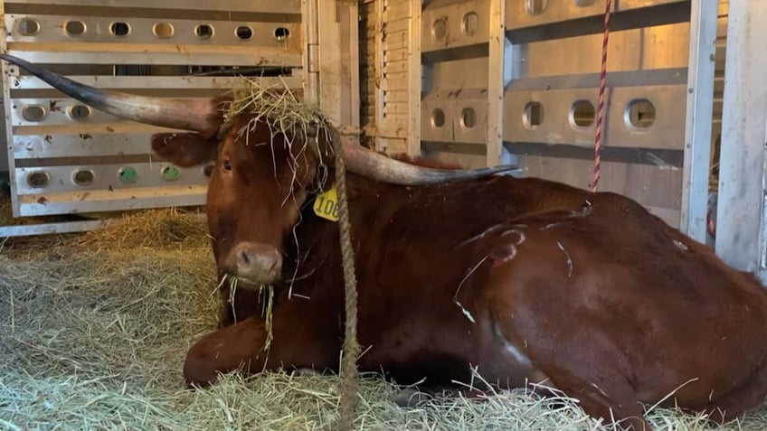 A bull lying in a trailer