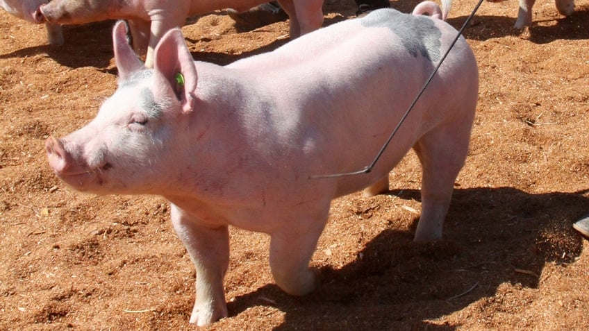 Pig at county fair