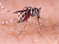 Los Angeles County reports dengue fever cluster acquired from local mosquitoes