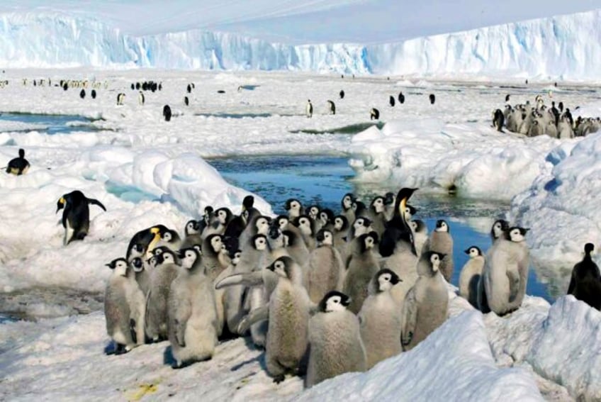 loss of antarctic ice hurting survival of emperor penguin chicks study says