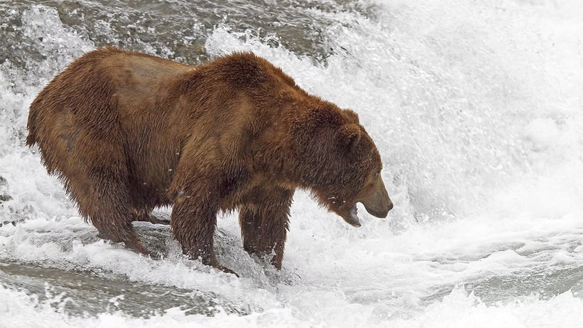 lost alaska hiker rescued after viewers spot him on bear cam asking for help