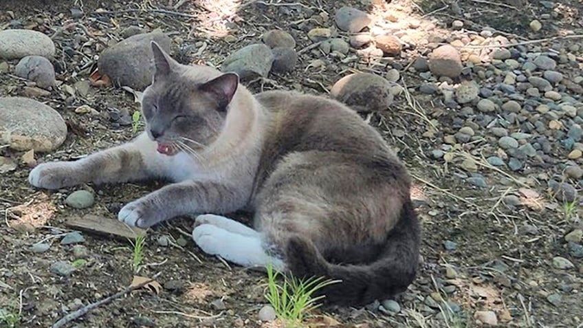 A siamese cat looking very grumpy. 