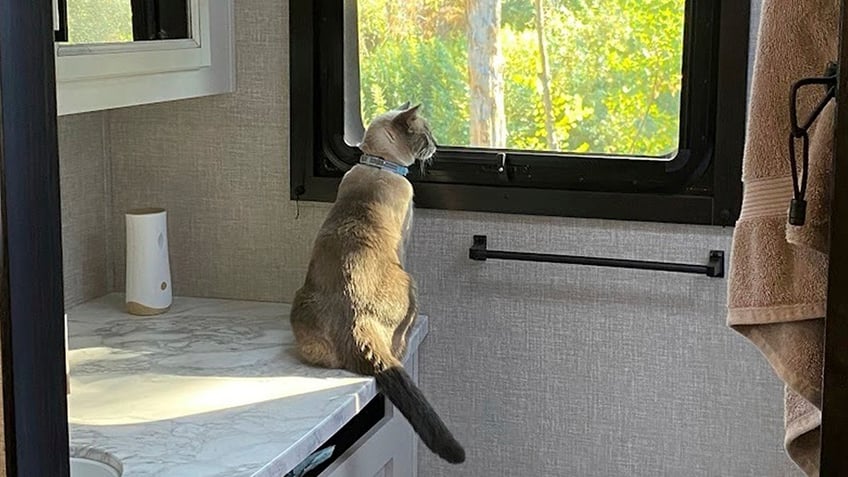 Cat looking out the window.