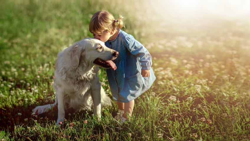 lost michigan toddler is found asleep in woods using a family dog as a pillow