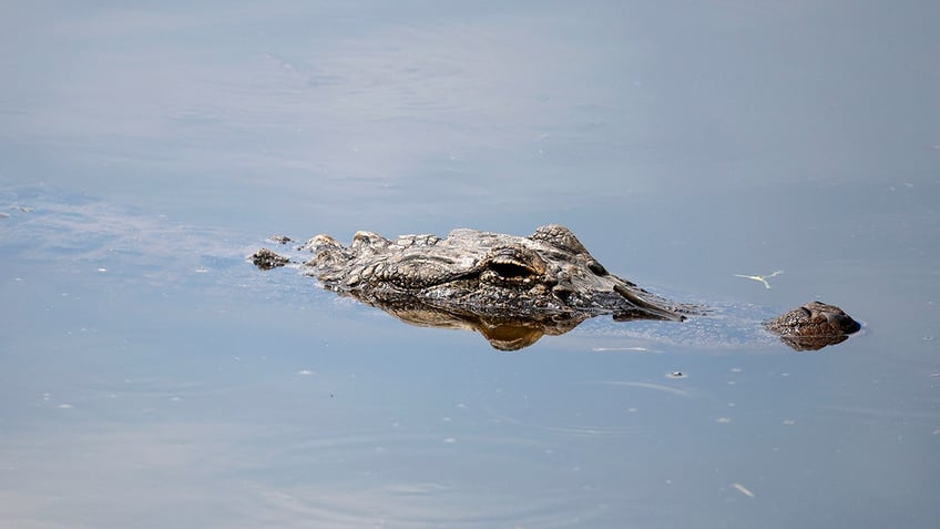 Alligator in New Orleans