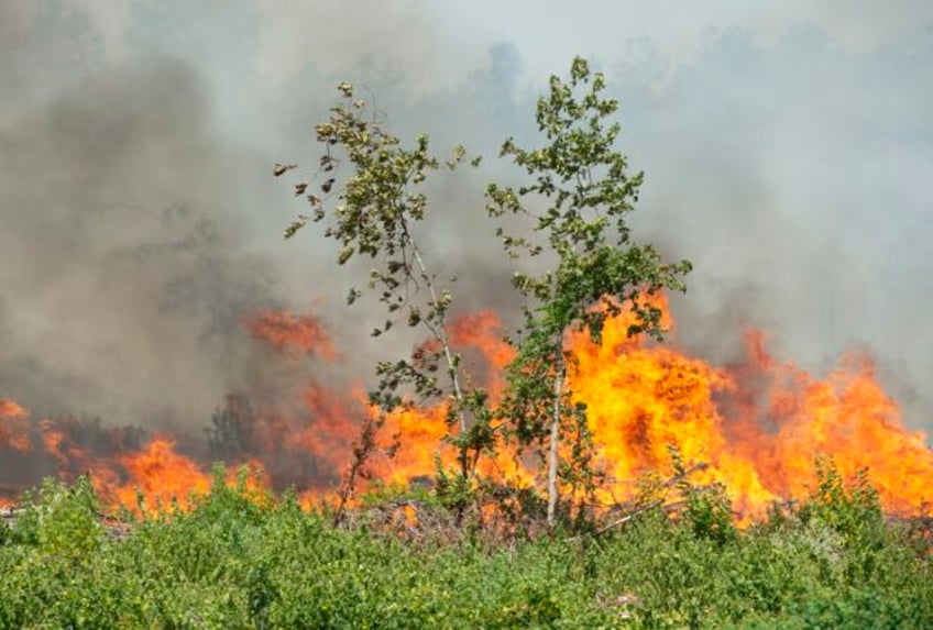 louisiana plagued by unprecedented wildfires as largest active blaze grows