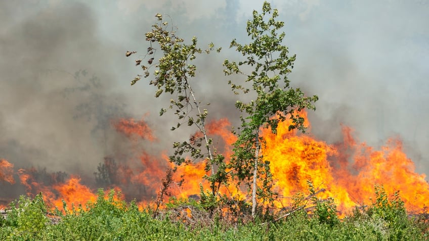 louisiana struggles with unprecedented wildfire season amid drought and blazes