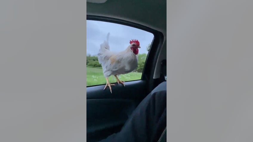 A roosterl flies into Jessica Matthews’ car as she drives