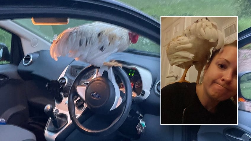 rooster in woman's car in the UK