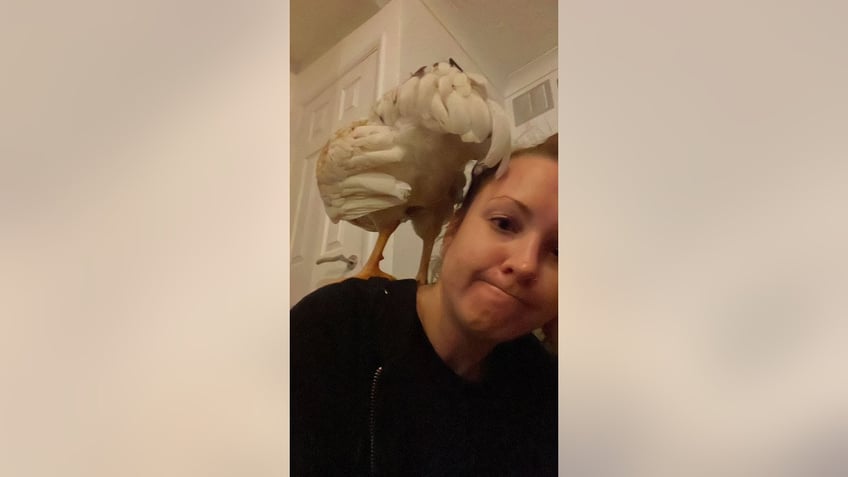 Jessica Mathews poses with Barry, a rooster (or cockerel, as it's called in the U.K.), after he flew into her car while driving