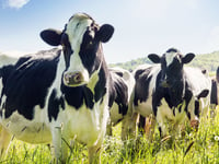 Mad cow charges, kills dairy farmworker in New York: report
