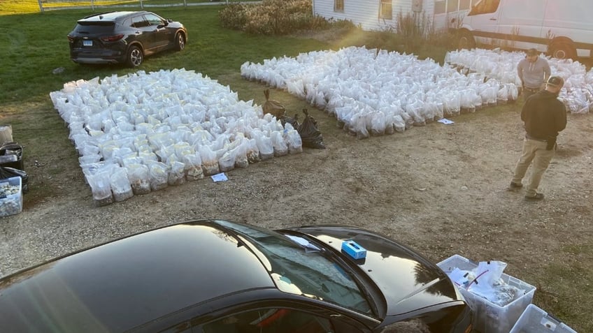 magic mushroom dealers secret 85m factory raided in suburban home police