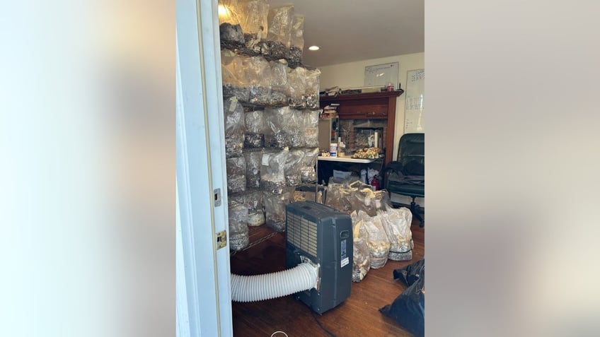 magic mushroom dealers secret 85m factory raided in suburban home police