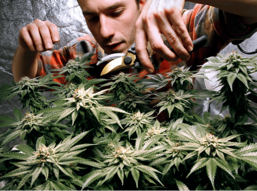 Maine Marijuana Growers (AP Photo/Robert F. Bukaty, File)