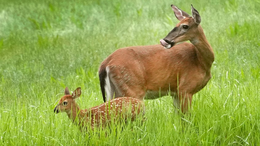 maine and massachusetts could soon see bans lifted on sunday hunting