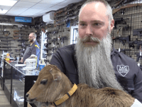Maine gun store hires 'udderly' adorable employee, a baby cow