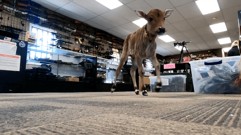 Tiny cow in gun store