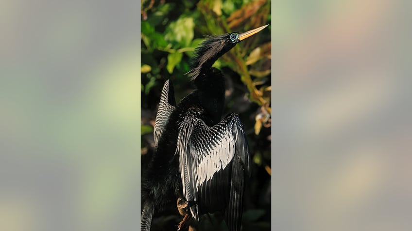 devil bird spotted in Maine