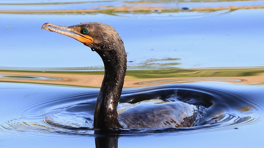 anhinga bird