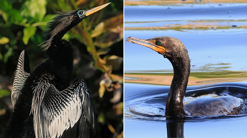 anhinga bird