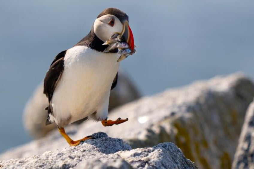 maines puffin colonies recovering in the face of climate change