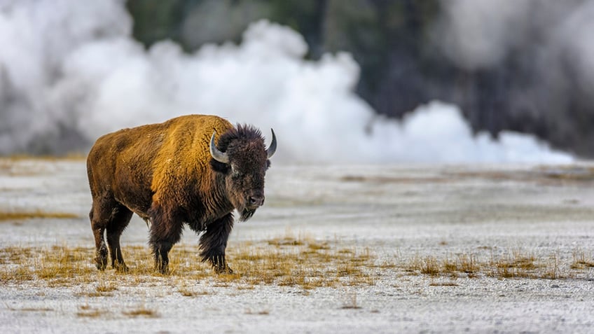 The US is home to 63 different national parks. FILE: Bison by the Midway Geyser Basin in Yellowstone National Park