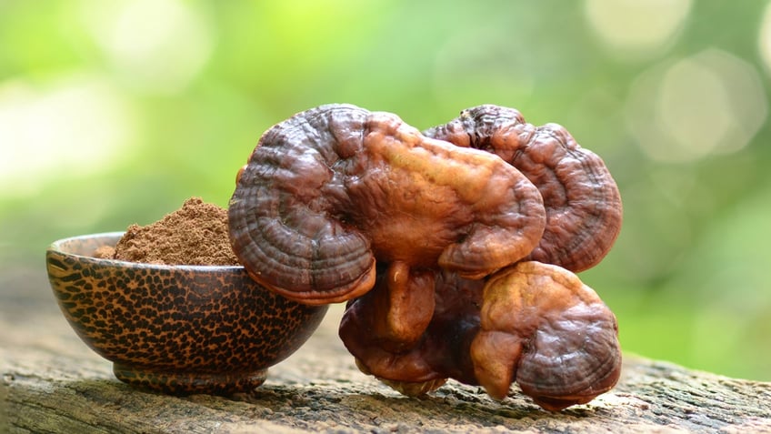 Reishi mushrooms rest against a bowl with its powder form in nature.