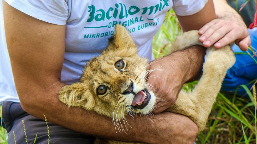 malnourished lion cub in serbia found wandering by roadside police now investigating