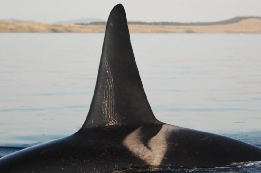 mamas boys elder orca moms protect sons from fights