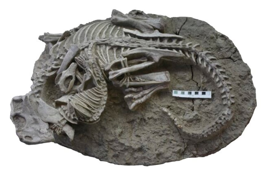 mammals may have hunted down dinosaurs for dinner rare fossil suggests