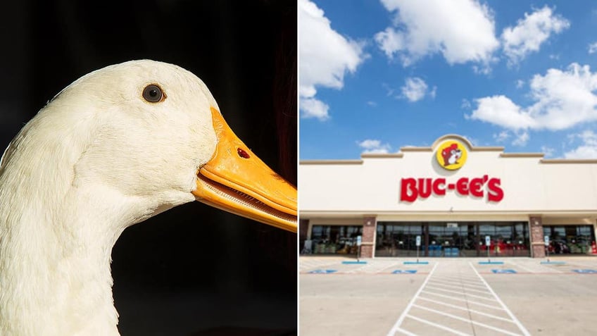 A split of a duck and a Buc-ees store