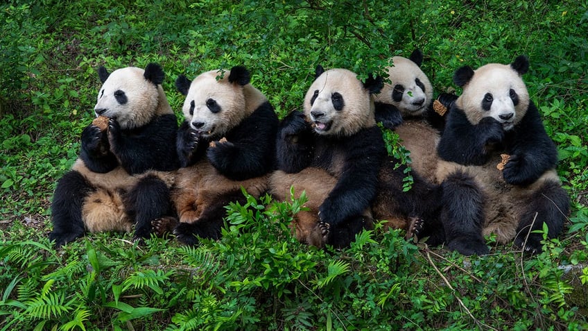 Giant pandas