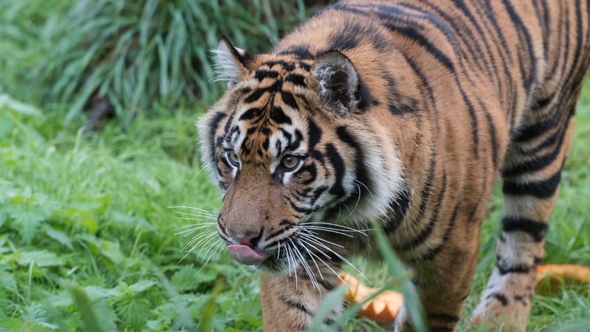 man found dead at zoo after big cat seen holding a shoe in its mouth