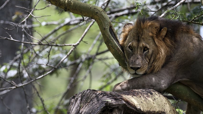 Lion in Kenya