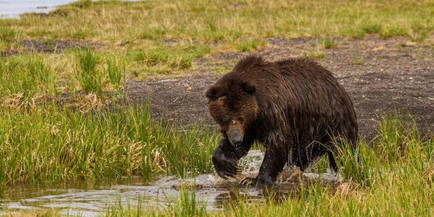 man injured in grizzly bear attack while surveying wyoming forest