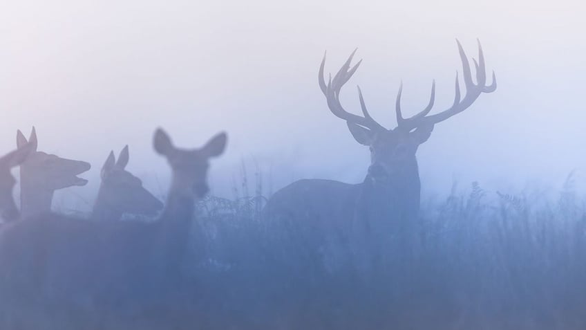 a herd of deer on a rut season