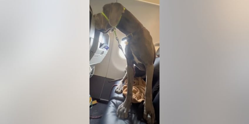 man shocks airline passengers as his great dane flies cross country stretches out across two seats