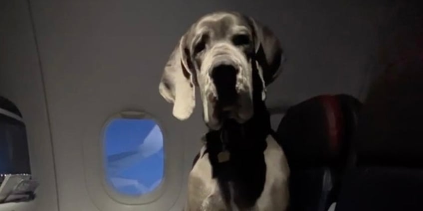 man shocks airline passengers as his great dane flies cross country stretches out across two seats