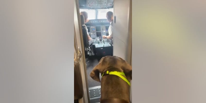 man shocks airline passengers as his great dane flies cross country stretches out across two seats