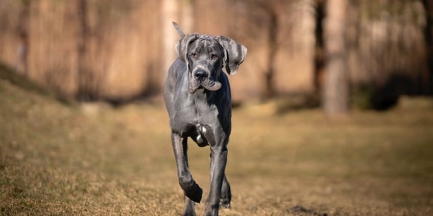 man shocks airline passengers as his great dane flies cross country stretches out across two seats