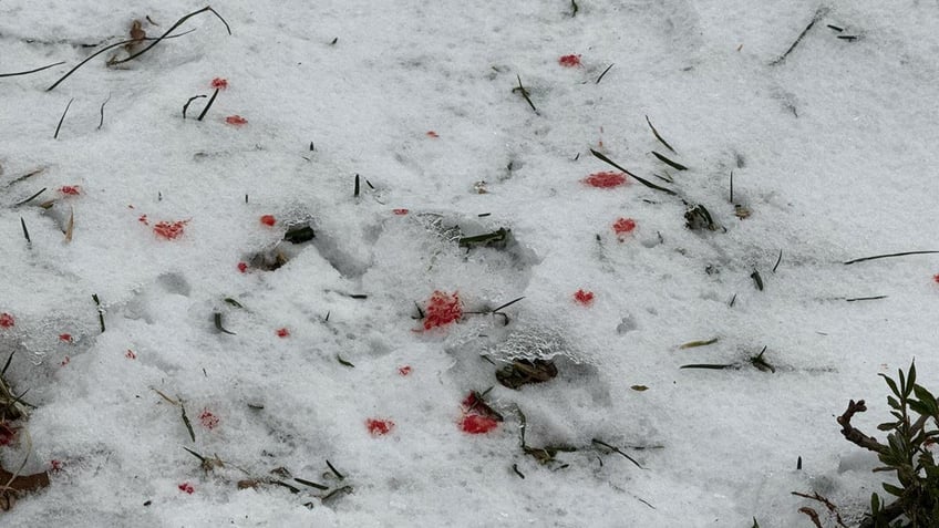 Blood drops outside a migrant shelter