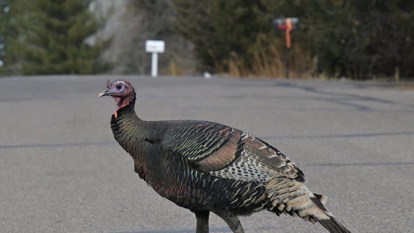 LAKEWOOD, COLORADO - JANUARY 31: A wild turkey crosses Ammons Street in Lakewood, Colorado, on January 31, 2024. Although wild turkeys are common in this neighborhood, their recent fascination with the mail truck is a new development, according to the postal worker, who preferred not to disclose her name. 'This isn't the first time,' she mentioned. 'It has happened a few times before.' 'They mostly just peck at the tires as I deliver the mail,' she explained. On this particular day, the two turkeys followed her for nearly a block. (Photo by RJ Sangosti/MediaNews Group/The Denver Post via Getty Images)