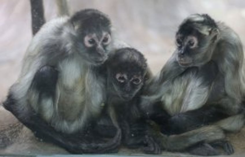 Man, woman charged with roles in posting monkey abuse videos