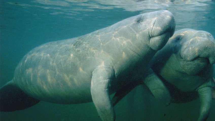 manatee spotted in rhode island saltwater pond is first known new england sighting since 2016