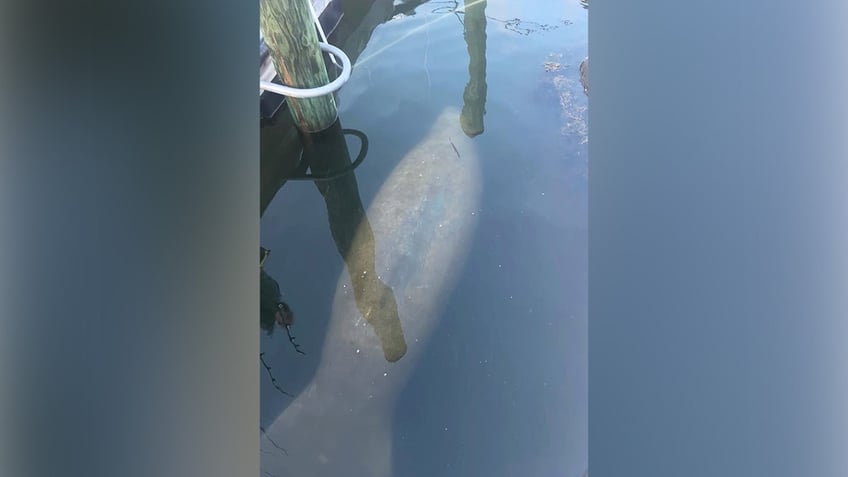 manatee spotted in rhode island saltwater pond is first known new england sighting since 2016