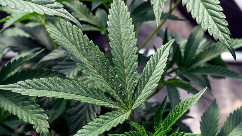 marijuana recommendation by us health agency hailed as first step to easing restrictions