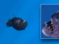 Marine expert addresses viral anglerfish video that broke millions of hearts: 'A lot of hypotheses'