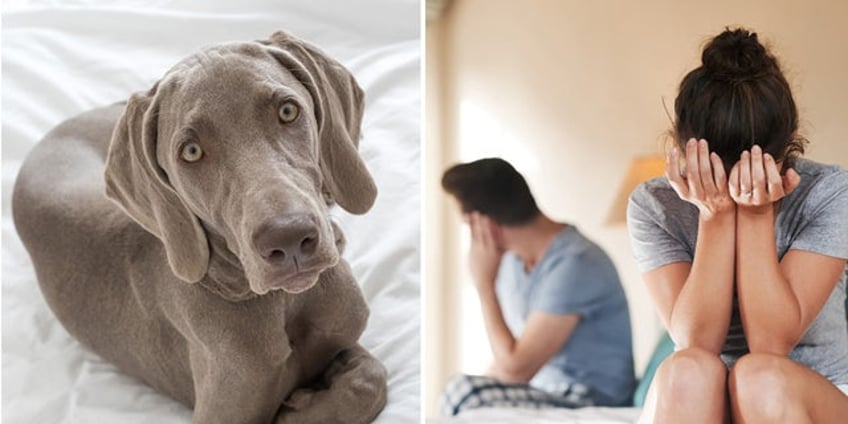 married couple fights after 75 pound dog refuses to leave the husbands side even in bed